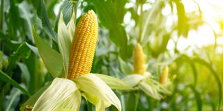 Corn (Mais) Futures und CFDs.
