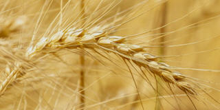 Wheat (Weizen) Futures und CFDs.